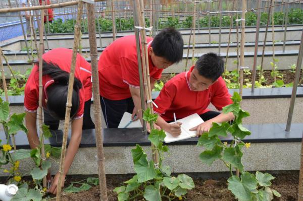 学生在记录黄瓜成长过程.jpg
